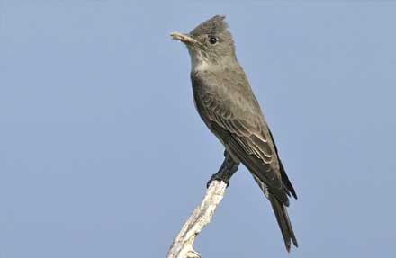 Olive-sided Flycatcher 