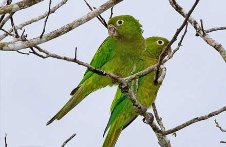 Olive-throated Parakeet