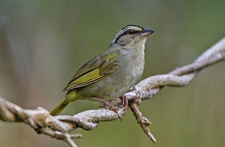 Olive Sparrow 