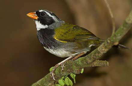 Orange-billed Sparrow 