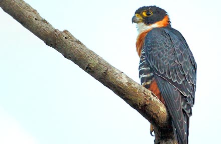 Orange-breasted Falcon