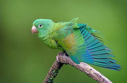 Orange-chinned Parakeet