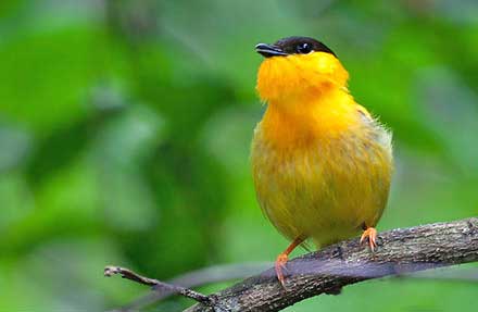 Orange-collared Manakin 