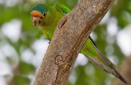 Orange-fronted Parakeet