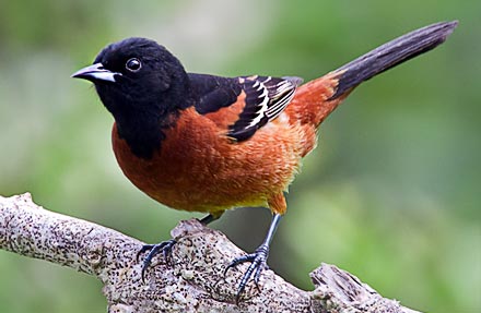 Orchard Oriole 