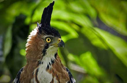 Ornate Hawk-Eagle