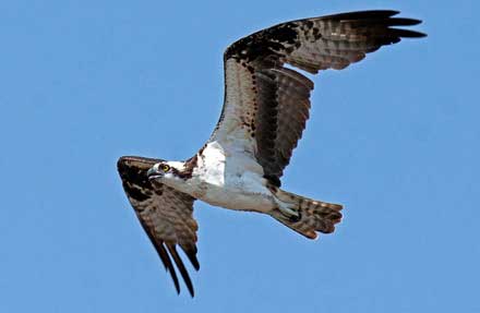 Osprey