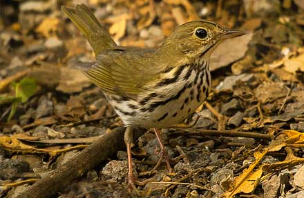 Ovenbird 