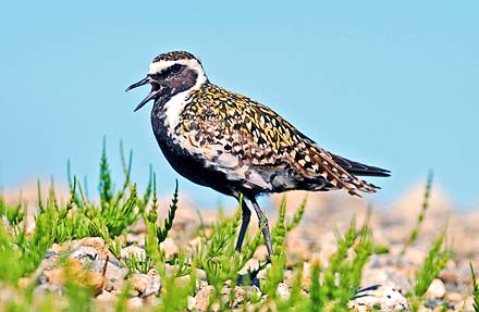 Pacific Golden-Plover