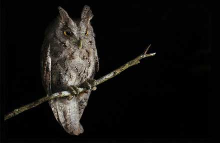 Pacific Screech-Owl