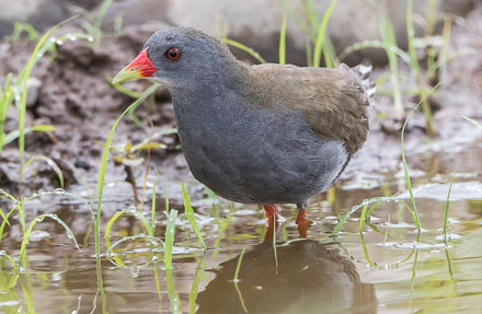 Paint-billed Crake