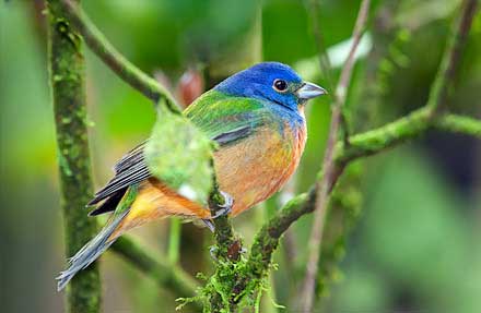 Painted Bunting 