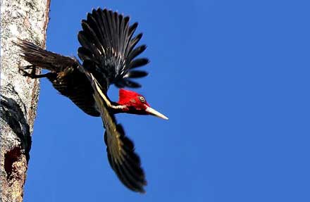 Pale-billed Woodpecker