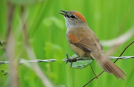 Pale-breasted Spinetail 