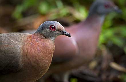 Pale-vented Pigeon