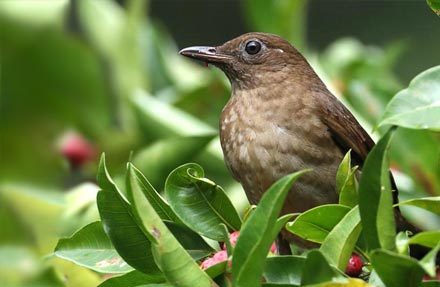 Pale-vented Thrush