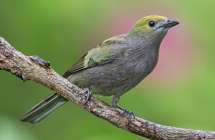 Palm Tanager 