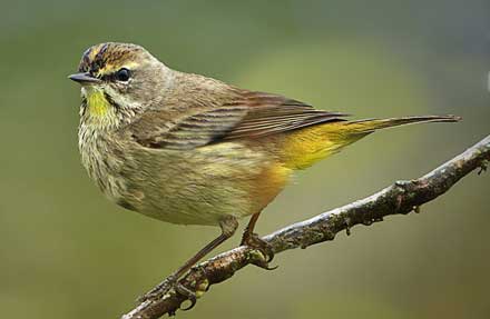 Palm Warbler 