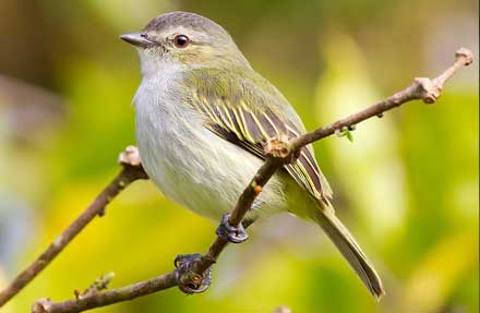 Paltry Tyrannulet 