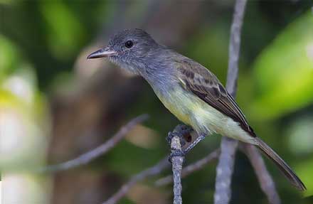 Panama Flycatcher 