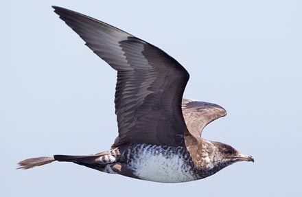 Parasitic Jaeger