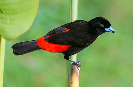 Passerinis Tanager 