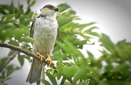 Pearl Kite