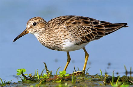 Pectoral Sandpiper