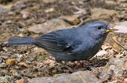 Peg-billed Finch