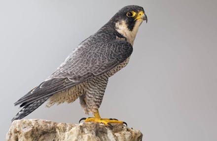 Peregrine Falcon