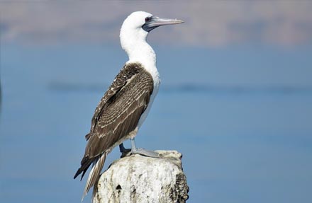 Peruvian Booby
