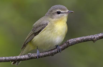 Philadelphia Vireo 