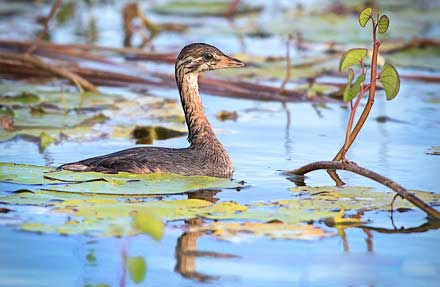 Pied-billed Grebe 