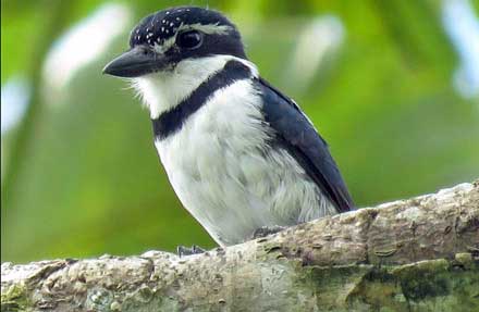 Pied Puffbird