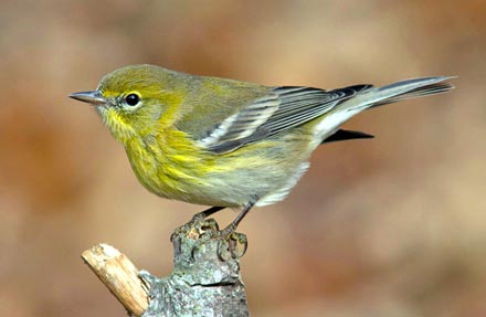 Pine Warbler 