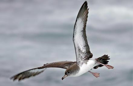 Pink-footed Shearwater