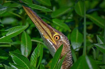 Pinnated Bittern