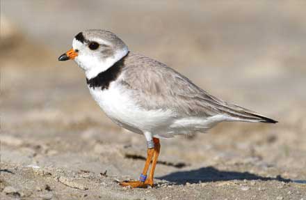 Piping Plover