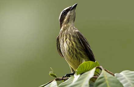 Piratic Flycatcher 
