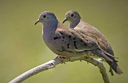 Plain-breasted Ground-Dove