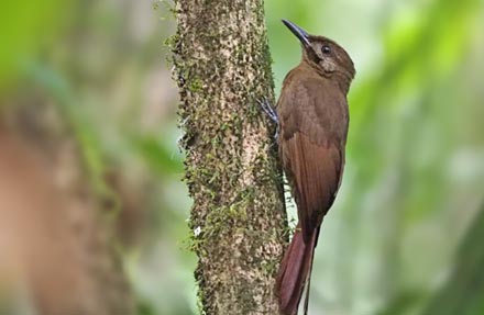 Plain-brown Woodcreeper 