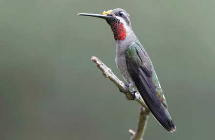 Plain-capped Starthroat