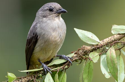 Plain-colored Tanager 