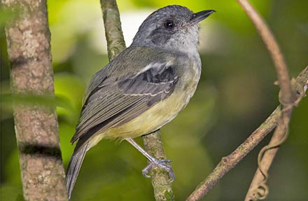 Plain Antvireo 