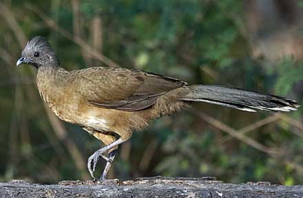 Plain Chachalaca