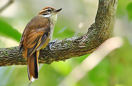 Plain Xenops 