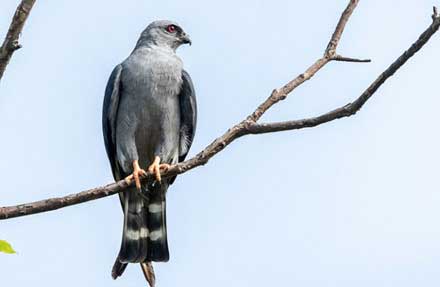 Plumbeous Kite