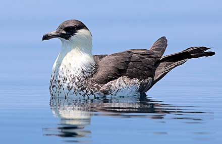 Pomarine Jaeger