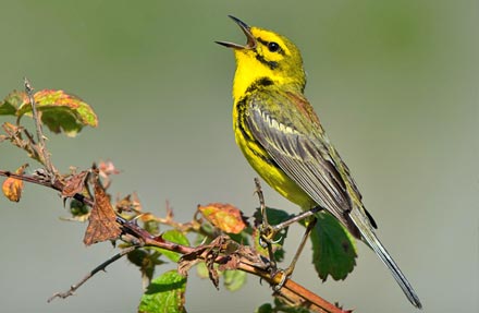 Prairie Warbler 