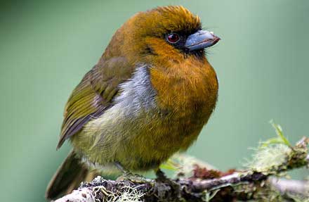 Prong-billed Barbet